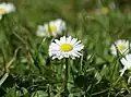 Das Gänseblümchen ist keine Margerite.