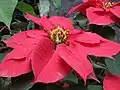 Der Weihnachtsstern ist eine Blume mit vielen Blüten.