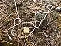 Hier haben vermutlich Ameisen eine Ringelnatter bis auf das Skelett abgenagt.