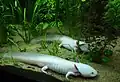 Der mexikanische Axolotl entwickelt sich nie weiter als bis zur Larve. Man erkennt gut seine roten Kiemenbüschel.