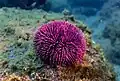 Dieser Seeigel lebt in der Nähe der Insel Madeira, die zu Portugal gehört