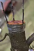 Dieser ältere Apfelbaum kriegte gleich drei Edelreiser aufgepfropft.