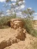 Tamarix-Baum im Osten der Sahara