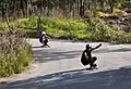 Longboarder auf einer Straße in Mexiko