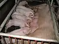 Eine Muttersau in ihrem Kastenstand. Auch die Ferkel haben nur einen harten Boden mit Spalten für Kot und Urin.