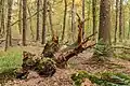In einem niederländischen Wald im Herbst: ein überwachsener, toter Baumstumpf.