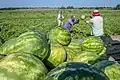 Melonen-Ernte auf einer Farm in den USA