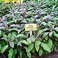 Echter Salbei heißt auf Latein „Salvia officinalis“.