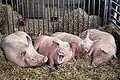 Schweine gehören zum Großvieh und sollen schnell viel Fleisch liefern.