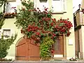 Rosen in Baden-Württemberg