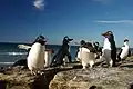 Pinguine auf der kleinen Saunders-Insel