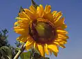 Auf der ganzen Welt ist die Sonnenblume auch ein Zeichen für die Grünen.