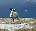 Viele Tiere heben das Bein oder machen die Beine breit, um sich nicht selbst zu treffen.