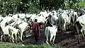 Ein Hirte vom Volk der Fulani