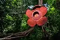 Auf Sumatra: eine seltene Rafflesia-Blume. Eigentlich wächst sie eher am Boden.