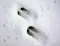 Spuren eines Rehs im Schnee