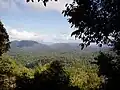 Regenwald in Malaysia