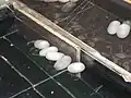 Die Kokons der Seidenspinnerraupe werden vorsichtig abgewickelt und so Seitenfäden gewonnen.