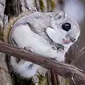 Viele finden Gleithörnchen wie dieses süß oder niedlich.