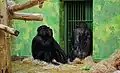 Schimpansen im Zoo von Antwerpen. In der Natur würden sie im Regenwald oder in der Savanne leben.