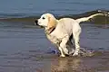 Golden Retriever sind oft gute Schwimmer.