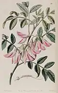 Eine ausgestorbene Pflanzenart, von der es nur noch diese Zeichnung aus dem Jahr 1841 gibt.