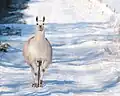 Auch mit Schnee kommen Lamas gut zurecht.