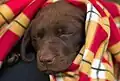 Dieser kleine schokoladenfarbene Labrador-Welpe ist 12 Wochen alt.