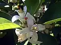 Orangenblüten sind weiß.