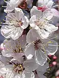 Aprikosen blühen weiß oder leicht rosa.