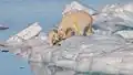 Eisbären auf der Inselgrupep Spitzbergen