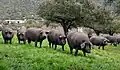 Iberische Schweine, nur mit Eicheln gefüttert, ergeben einen besonderen Schinken.