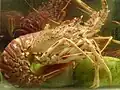 Eine Languste im Aquarium eines Restaurants