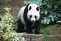 Ein Großer Panda
