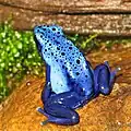 Blauer Baumsteiger aus Brasilien