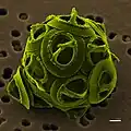 Die Kalkflagellaten sind einzellige Algen und gehören ebenfalls zum Plankton.