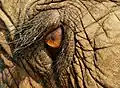 Ebenfalls aus Thailand kommt dieser Elefant, dessen Auge man hier von nahem sieht.