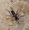 Eine Raubfliege im Sand