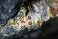 Umohoite heißt ein seltenes Mineral, in dem auch Uran gebunden ist