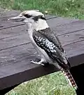 Dieser Vogel aus Australien heißt Lachender Hans wegen seines Rufs, der an Gelächter erinnert.