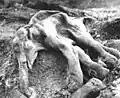 Die Eismumie eines Wollhaarmammut-Kalbs von etwa sieben Monaten