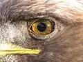 Auch im Adlerauge gibt es eine Linse. Sie sorgt dafür, dass der Adler so scharf sehen kann.