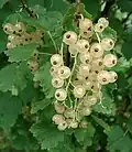 Weiße Johannisbeeren