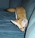 Manche Menschen halten sich einen Wüstenfuchs als Haustier.