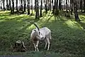 Säbelantilopen in Monde Sauvage in Frankreich