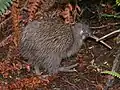 Kiwi-Vögel leben auf dem Boden und haben keinen Schwanz.