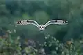 Eine fliegende Sumpfohreule in Portugal