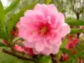 Eine Pfirsichblüte