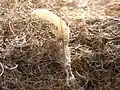 Kleidermotte in einem Möbelpolster