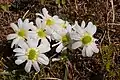 Das Anemonen-Schmuckkörbchen wächst nur noch in den Karpaten Österreichs.